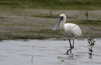 Ganghwado Southern Mudflat